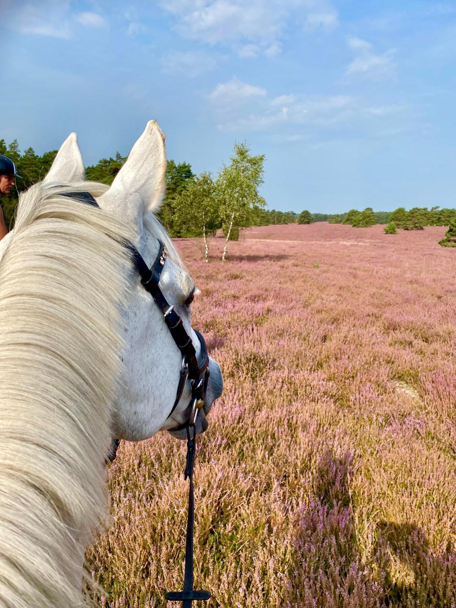 Heidegut Eschede Reitsportanlage Und Feriendorf Zewnętrze zdjęcie