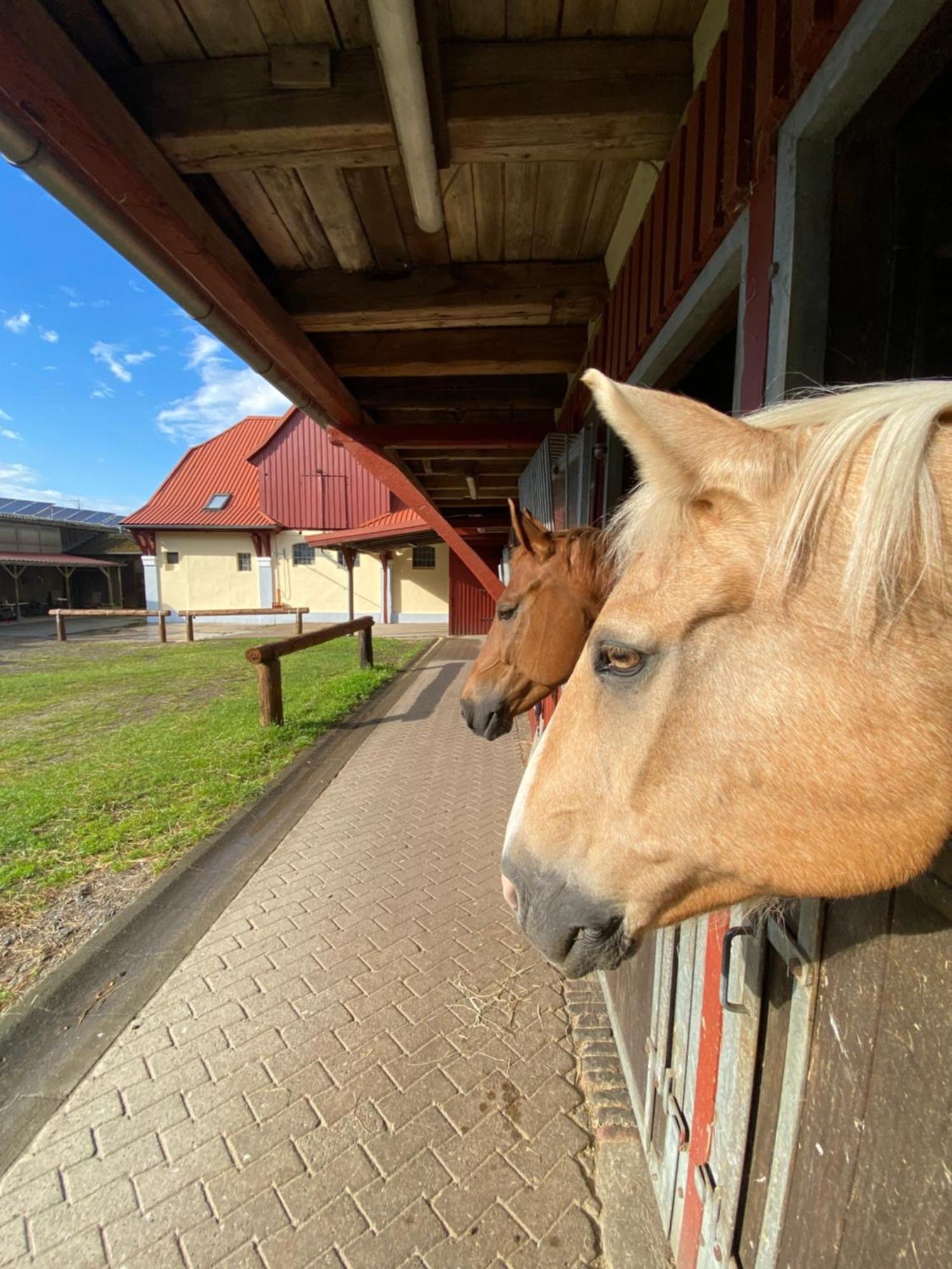 Heidegut Eschede Reitsportanlage Und Feriendorf Zewnętrze zdjęcie